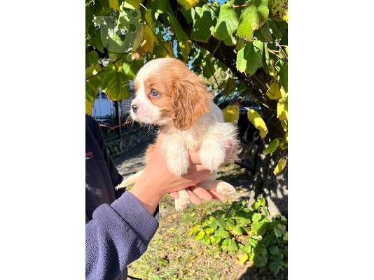Cavalier King Charles Spaniel